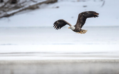 Bald Eagle is flying over a frozen river