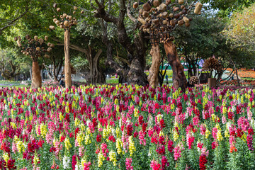 Snapdragon flowers in the garden at spring day. Antirrhinum majus