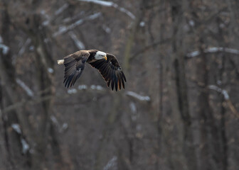 Bald Eagle is flying in forest
