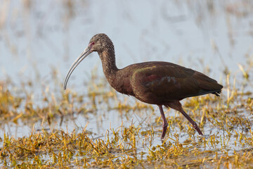 White-faced Ibis, seen in the wild in a North California marsh
