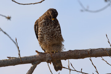 Close view of a red-tailed hawk perched, seen in the wild in  North California 