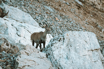 Ibex in the wild in the Alpstein region in Appenzell