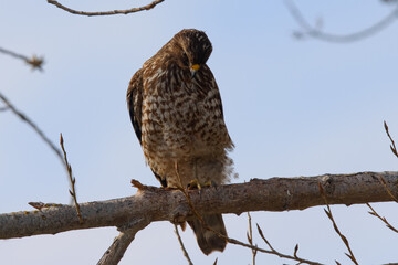 Close view of a red-tailed hawk perched, seen in the wild in  North California 