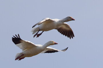 Fototapeta na wymiar Close view of a snow goose flying in beautiful light, seen in the wild in North California