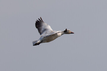 Close view of a snow goose flying in beautiful light, seen in the wild in North California