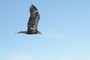 Juvenile bald eagle in flight under blue sky	