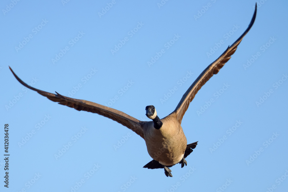 Poster Close view of a Canada goose flying, seen in the wild near the San Francisco Bay