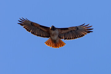 red-tailed hawk flying in beautiful light , seen in the wild in  North California 