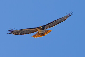red-tailed hawk flying in beautiful light , seen in the wild in  North California 