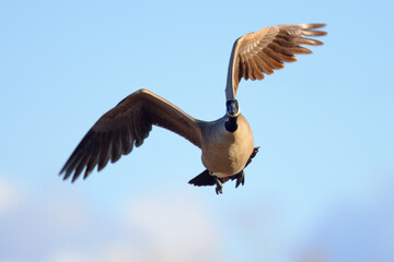 Close view of a Canada goose flying, seen in the wild near the San Francisco Bay