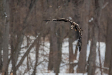 Juvenile bald Eagle is flying in forest	