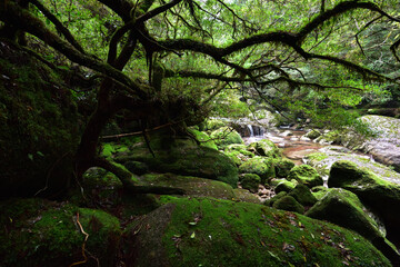Fototapeta premium Deep cedar forest of Yakushima, Japan