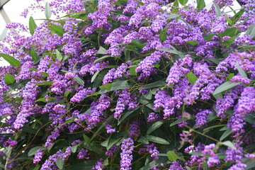Purple coral-pea flowers, also known as 'Happy Wanderer'
