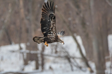 Juvenile bald eagle is flying in forest while eating a fish