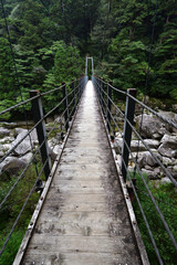 Fototapeta premium Deep cedar forest of Yakushima, Japan