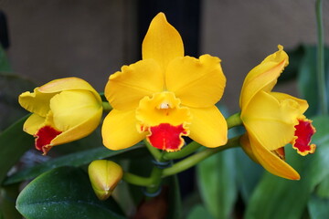 Beautiful yellow and red cymbidium orchids