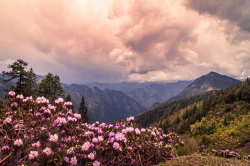 Flowers in the mountains.  Scenic alpine meadow in the mountains overlooking the snow-capped...