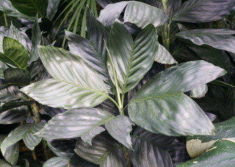 Fototapeta na wymiar Chamaedorea Palm, a shiny palm family plant from Mexico