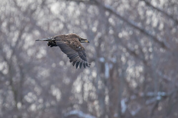 Juvenile bald Eagle is flying in forest	