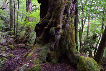 Fototapeta premium Deep cedar forest of Yakushima, Japan