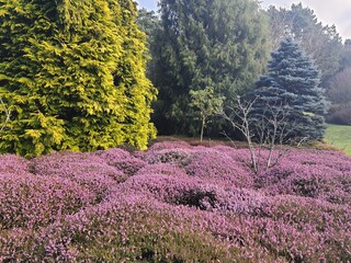 lavender field in region