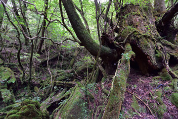 Deep cedar forest of Yakushima, Japan