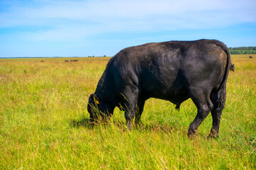 A black angus bull stands on a green grassy field.