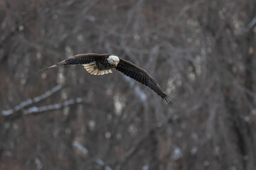 Bald Eagle is flying in forest	