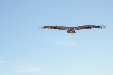 Juvenile bald eagle in flight under blue sky	