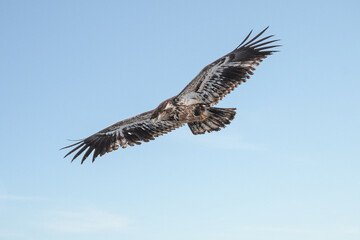 Juvenile bald eagle in flight under blue sky	