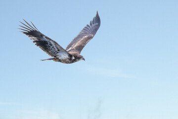 Juvenile bald eagle in flight under blue sky	