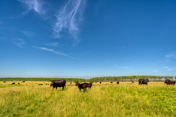 Black Angus cows graze on a green grass field.