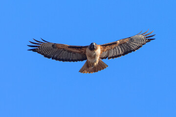 red-tailed hawk flying in beautiful light , seen in the wild in  North California 