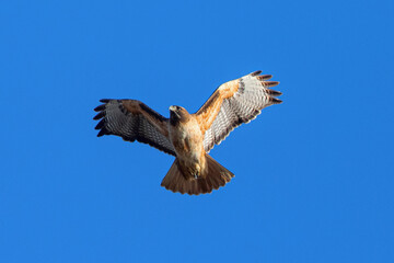 red-tailed hawk flying in beautiful light , seen in the wild in  North California 