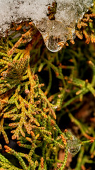 Close-up of thuja at winter time. Ice drop. Colorful detail macro vertical shot.