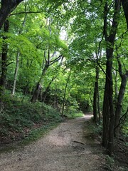 Fototapeta premium path in the forest