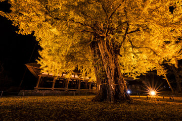 新宮熊野神社長床の大イチョウライトアップ（喜多方市）