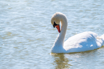 Naklejka na ściany i meble Graceful white Swan swimming in the lake, swans in the wild. Portrait of a white swan swimming on a lake.