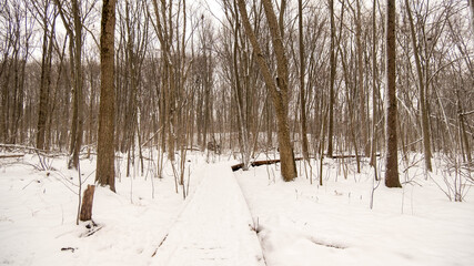 snowy winter scene in Ontario Canada. Snow covered trees in forest.
