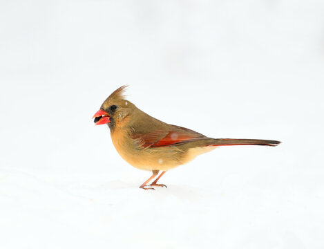 female red cardinal standing on snow covered ground