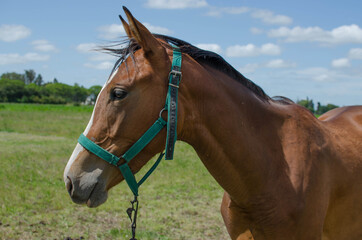 Field photo of a brown horse in profile