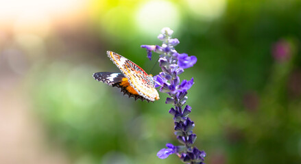 butterfly on flower