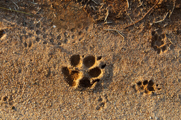 paw print in sand