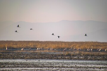 flock of birds
