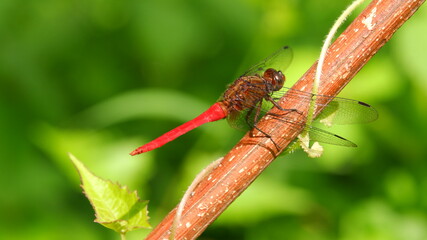 red dragonfly on a green leaf