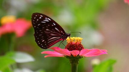 wonderful butterfly on the pink flower