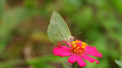 butterfly on flower