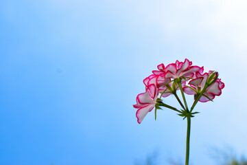 Flores de color rosado con blanco, con cielo azul de fondo que da una sensacion de paz y tranquilidad