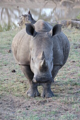 Obraz premium White Rhinoceros, Kapama Private Game Reserve, South Africa.
