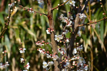 梅の花とつぼみ